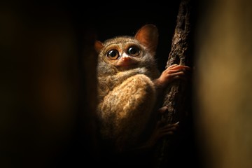 Spectral Tarsier, Tarsius spectrum, portrait of rare endemic nocturnal mammals, small cute primate in large ficus tree in jungle, Tangkoko National Park, Sulawesi, Indonesia, Asia