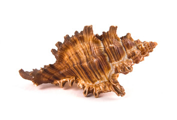 sea shell isolated on white background