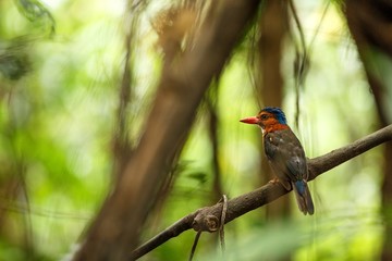 The green-backed kingfisher perches on a branch in indonesian jungle,family Alcedinidae, endemic species to Indonesia, Exotic birding in Asia, Tangkoko, Sulawesi, beautiful colorful bird