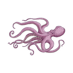 Purple octopus with long tentacles floating underwater. © sabelskaya