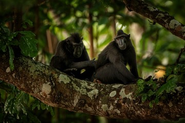 Two Celebes crested macaques on the branch of the tree. Close up portrait. Endemic black crested macaque or the black ape. Natural habitat. Unique mammals in Tangkoko National Park,Sulawesi. Indonesia