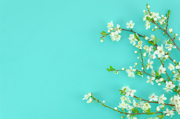 Spring background with white blossom tree branches light mint background. Top view with copy space