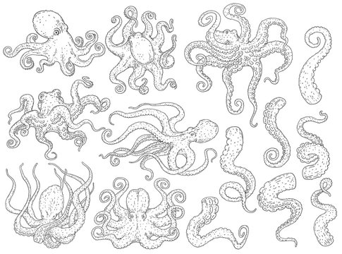 Set of black and white octopus animals, cute collection of octopi in different positions