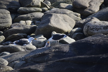 Mouette deux mouettes qui se partage un repas 