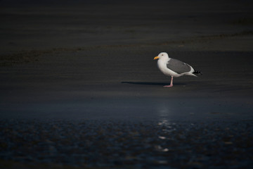 Seagull on Beach