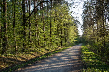 Road through the forest illuminated by the sun