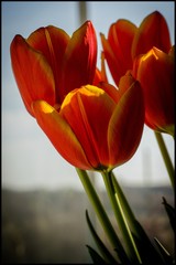 red tulips in the garden