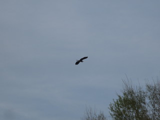 heron cendré en vol