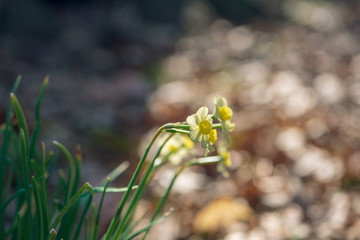 Tiny daffodil flowers in the Spring sun