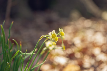Tiny daffodil flowers in the Spring sun