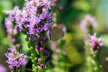 Liatris spicata purple flower in bloom, ornamental flowering plant, Aphantopus hyperantus butterfly