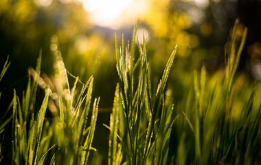 field of green grass