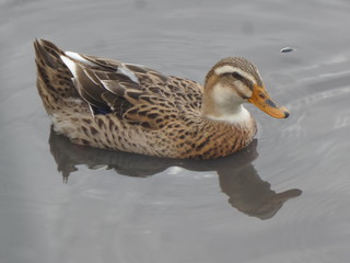 duck in water