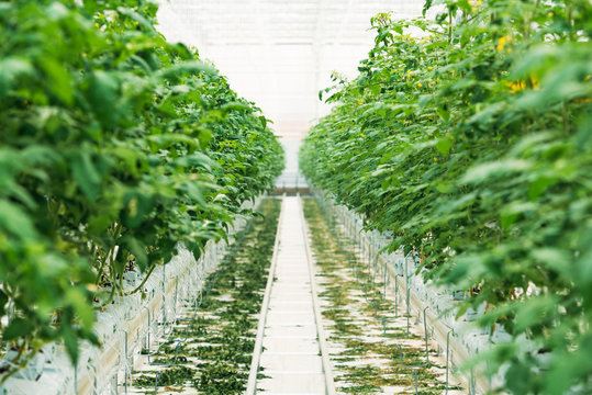 Greenhouse with tomatoes
