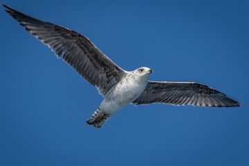 Seagull in flight on blue sky