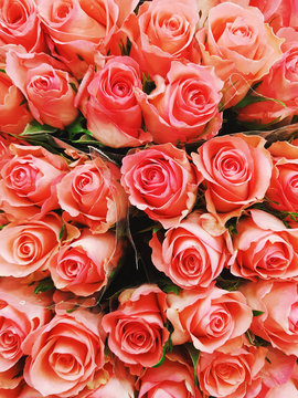 Closeup of several coral pink-colored rose bouquets seen from above.