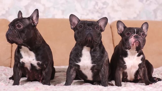 Portrait of three adorable french bulldog looking in one direction.