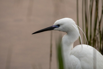 Egret head shot