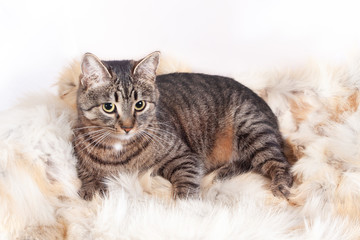 Obraz premium Adult beautiful striped cat lying on a fur rug. isolated on white background