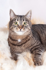 Naklejka na ściany i meble Adult beautiful striped cat lying on a fur rug. isolated on white background