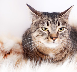 Adult beautiful striped cat lying on a fur rug. isolated on white background