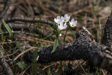 White wildflowers on Forest Floor