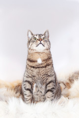 beautiful striped cat sits on a fur rug and looks up. isolated on white background