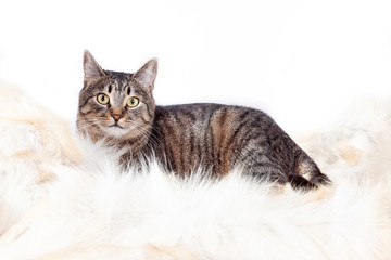 Adult beautiful striped cat lying on a fur rug. isolated on white background
