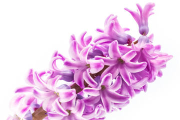 Fototapeta premium stylish, beautiful flowers on a white background