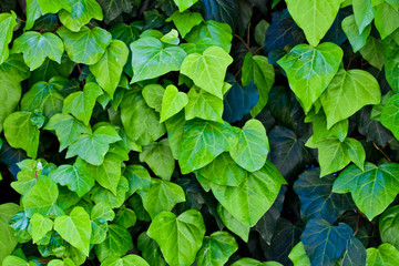 Green leaves pattern background.