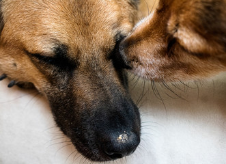 close up dog love and kiss eyes closed