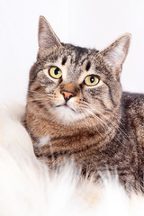 Adult beautiful striped cat lying on a fur rug. isolated on white background