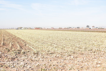 Fototapeta na wymiar Arizona harvested cotton field
