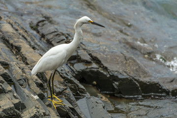 White heron on a rocky region near the sea, in Pantano do Sul.