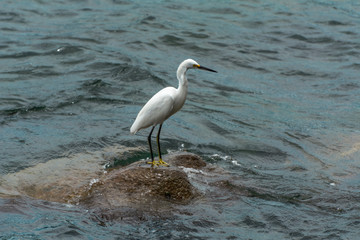 White heron on a rocky region near the sea, in Pantano do Sul.