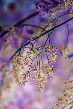 Many berries on tree branch with paranormal colours