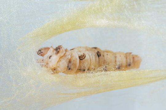 silkworm
