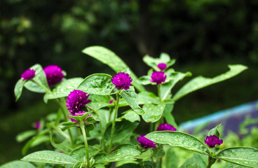 Flores silvestres