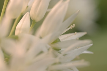 Obraz premium Ramson white flowers 