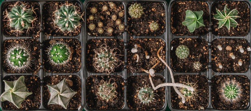 Collection of cacti shot from above.