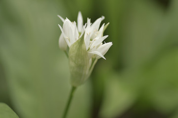 Ramson white flower