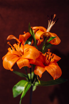 lilies