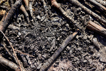burnt branches on the bonfire