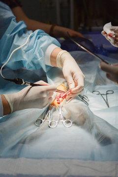 Hands of surgeon cutting the cat