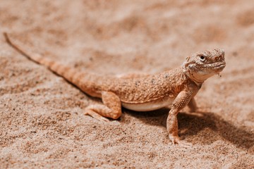 Lizard
