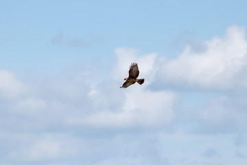 hawk soaring with clouds and blue sky