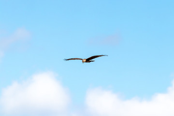 hawk in flight