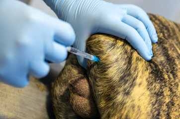 Anesthetic intramuscular lumbar injection in a dog