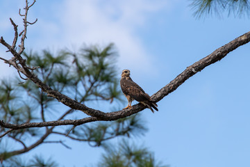 snail hawk on branch