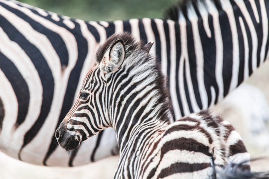 Spotting zebras